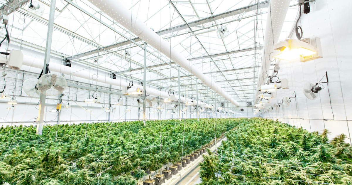 Federal Immigration Policies Pose Challenges for Cannabis Industry Employers