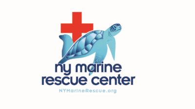 Rehabilitated Loggerhead Sea Turtle Pegasus Set for Release with Satellite Tracking