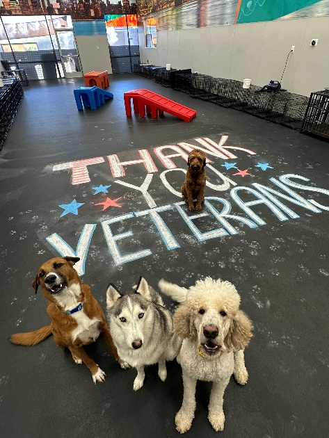 Dogtopia Foundation Marks Veterans Day with National Support for Veteran-Service Dog Teams