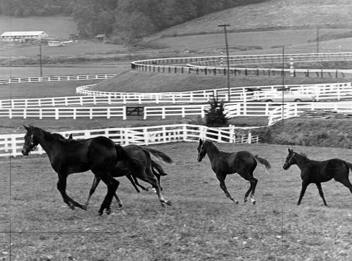 FAQ About A. Aubrey Bodine's Photograph of Merryland Farms and His Legacy