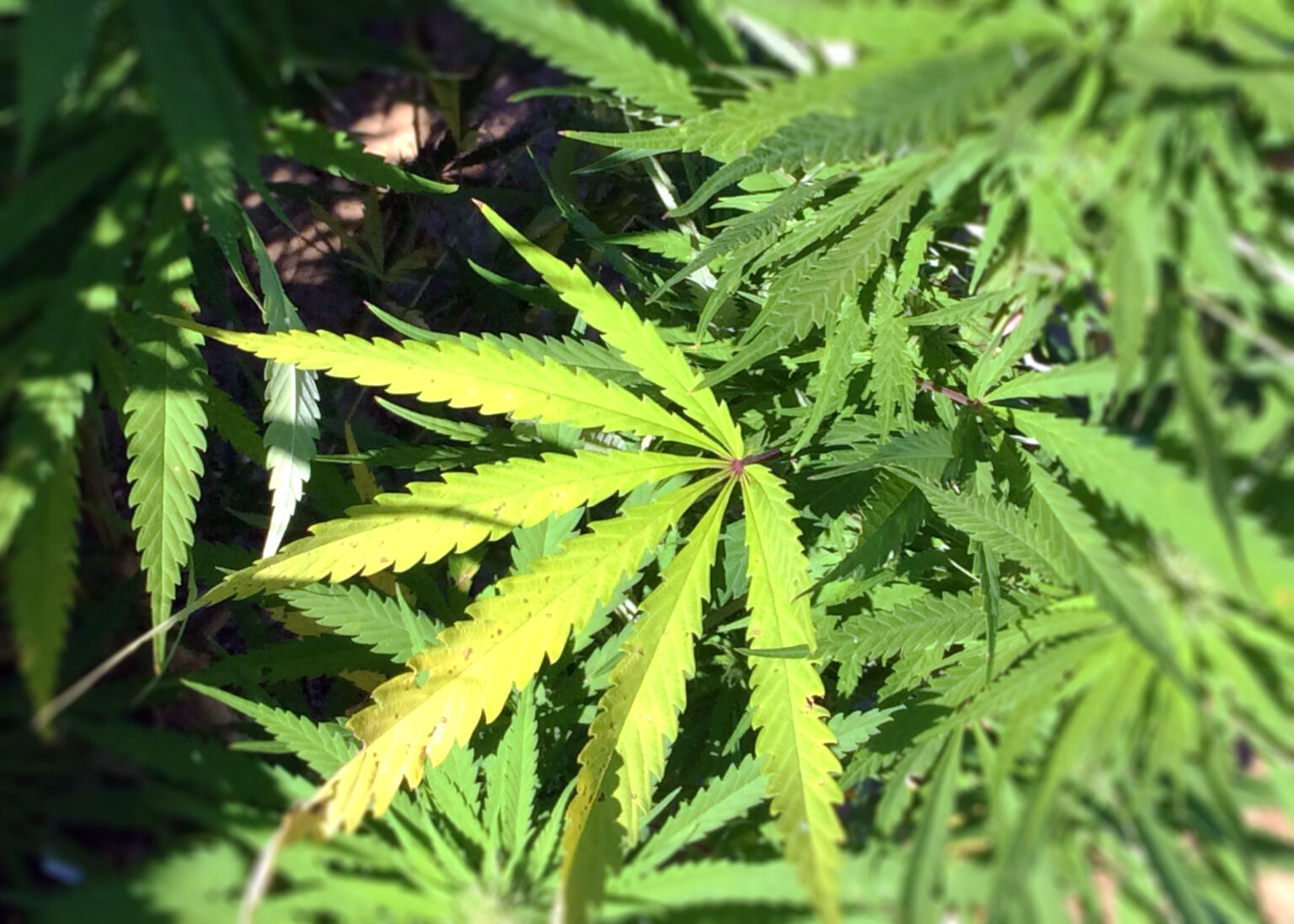 Maryland to Relocate $7 Million Cannabis Incubator Following Community Opposition