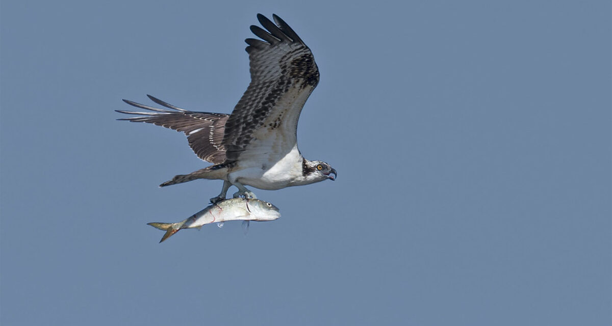 Chesapeake Bay Ecosystem Crisis Deepens as Menhaden Population Decline Threatens Key Species