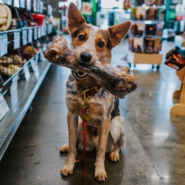 New Pet Supplies Plus Store Opens in Hamilton, NJ, Enhancing Local Pet Care Options