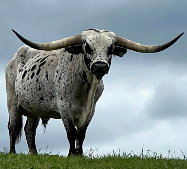 ITLA Longhorn