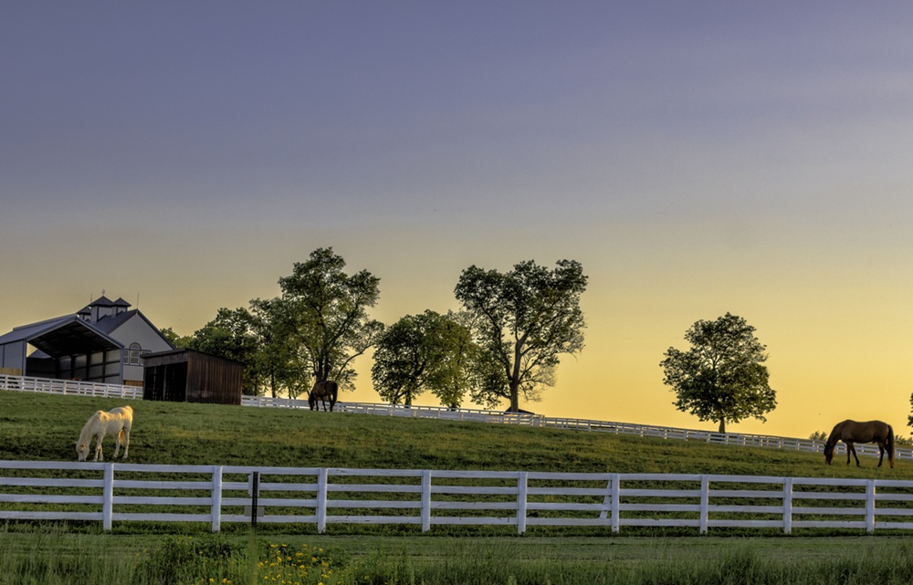 What Buyers Need to Know Before Purchasing a Horse Farm in Ocala