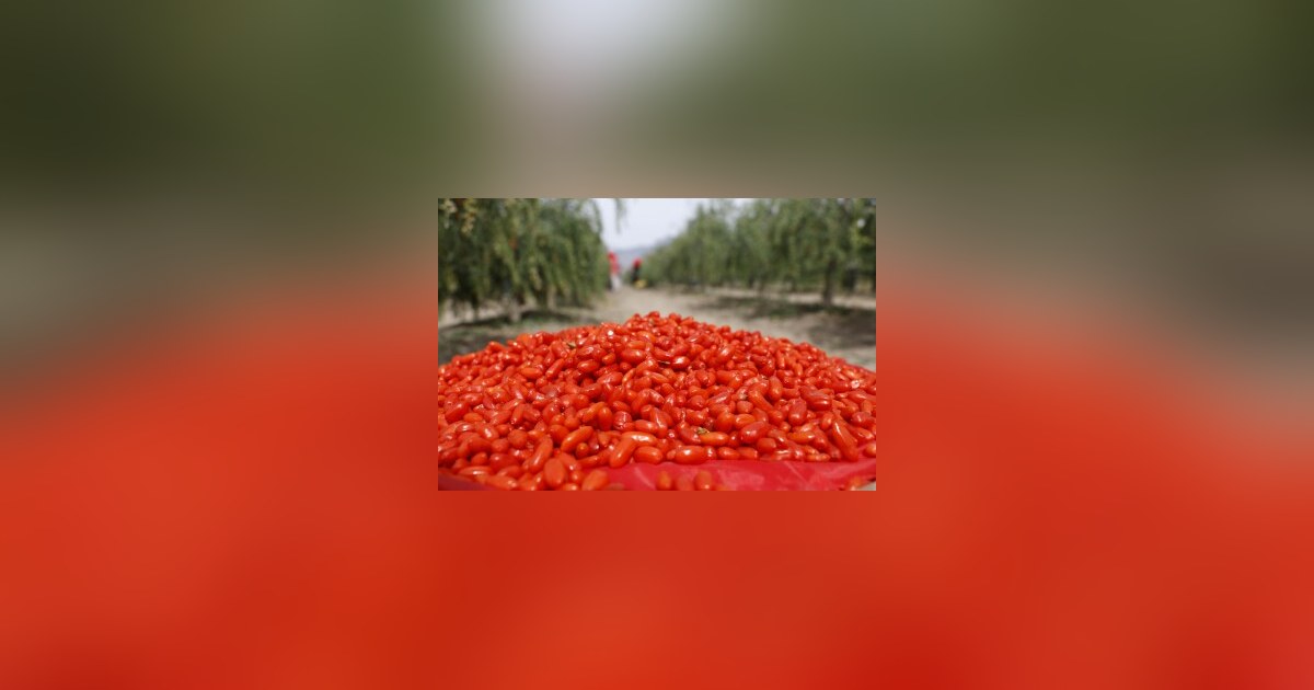 Ningxia Goji Berries: From Ancient Delicacy to Global Health Trend