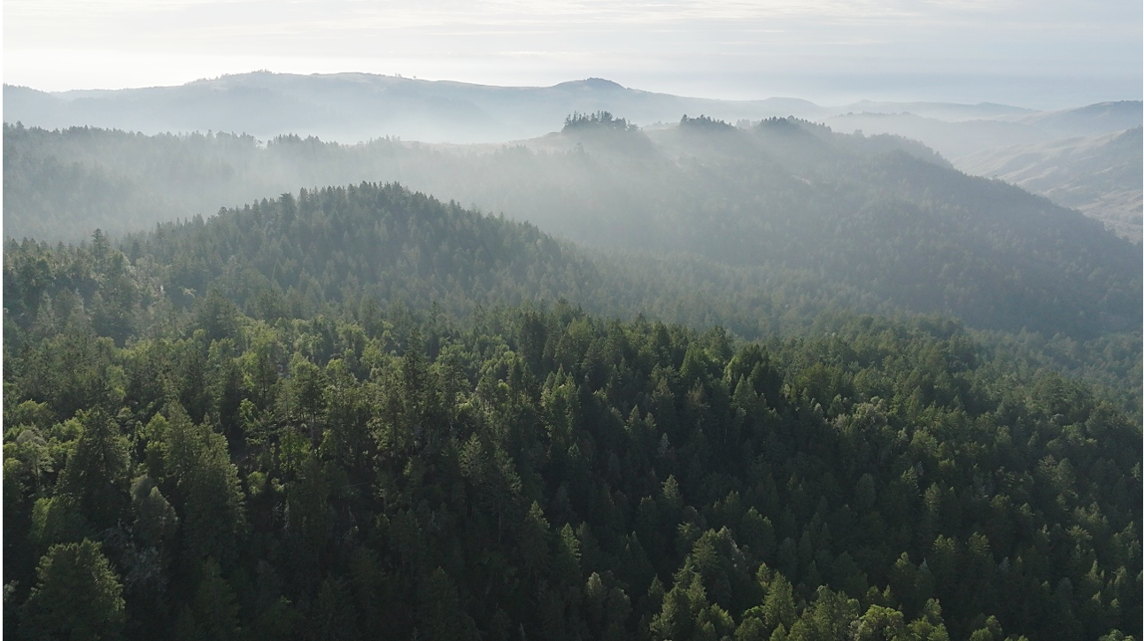 Save the Redwoods League Acquires 1,517 Acres to Expand Sonoma County Conservation Corridor