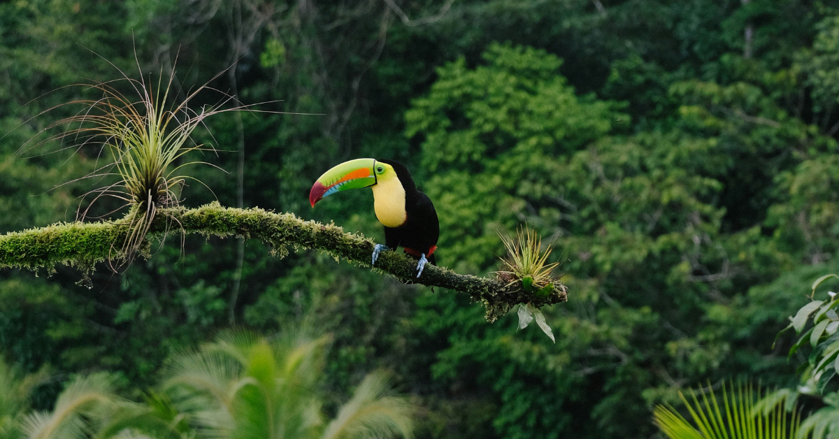 The Costa Rica Effect: Revolutionizing Fundraising with Impact Travel