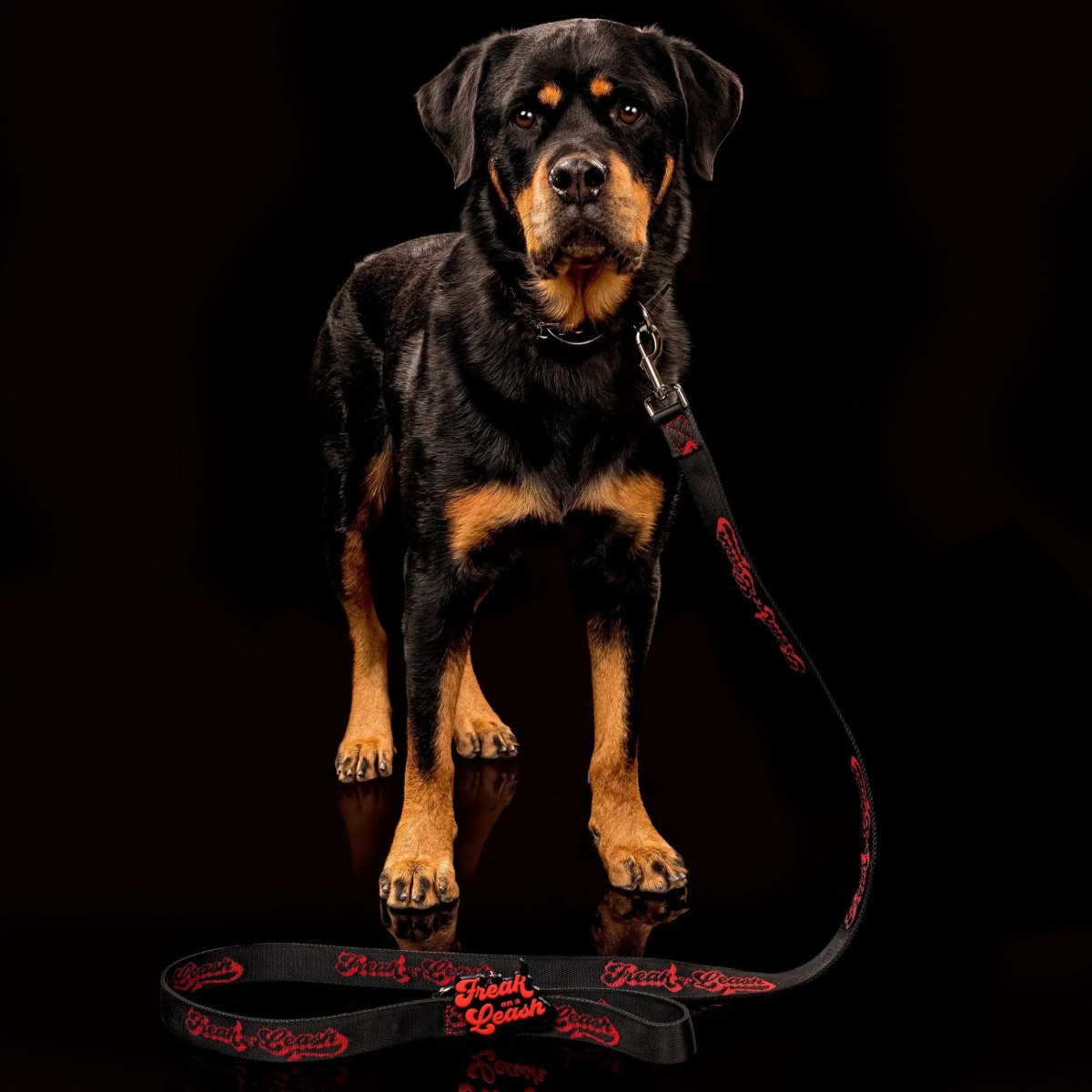 Freak On a Leash Elevates Spiked Dog Collars to Everyday Accessories with Full-Grain Leather Craftsmanship
