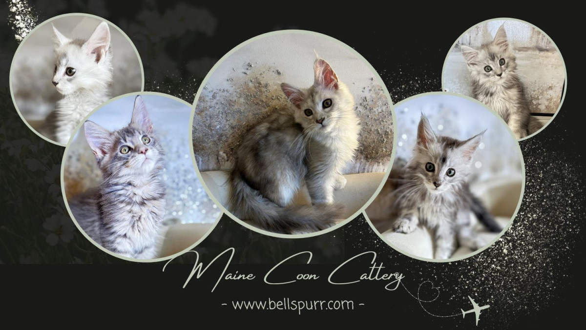 FAQ: Bellspurr Cattery Maine Coon Kittens Expansion in Texas