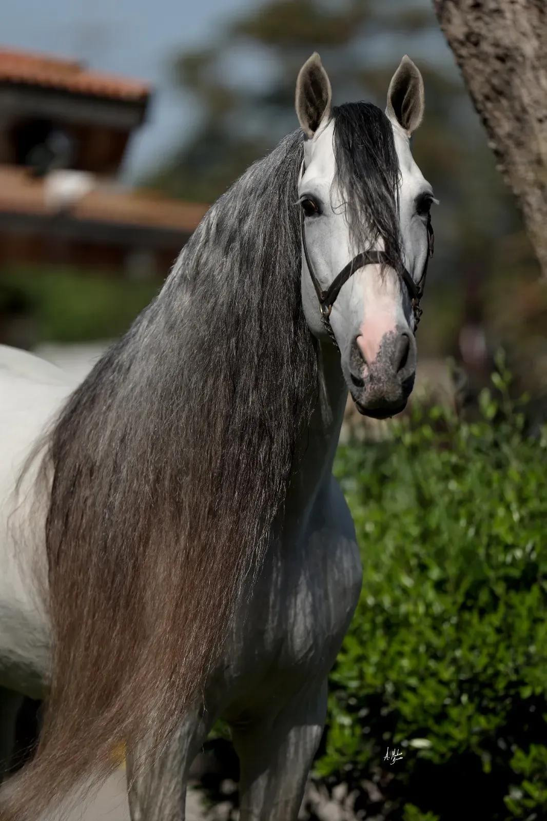 FAQ: Exceptional Andalusians for Dressage Available Now
