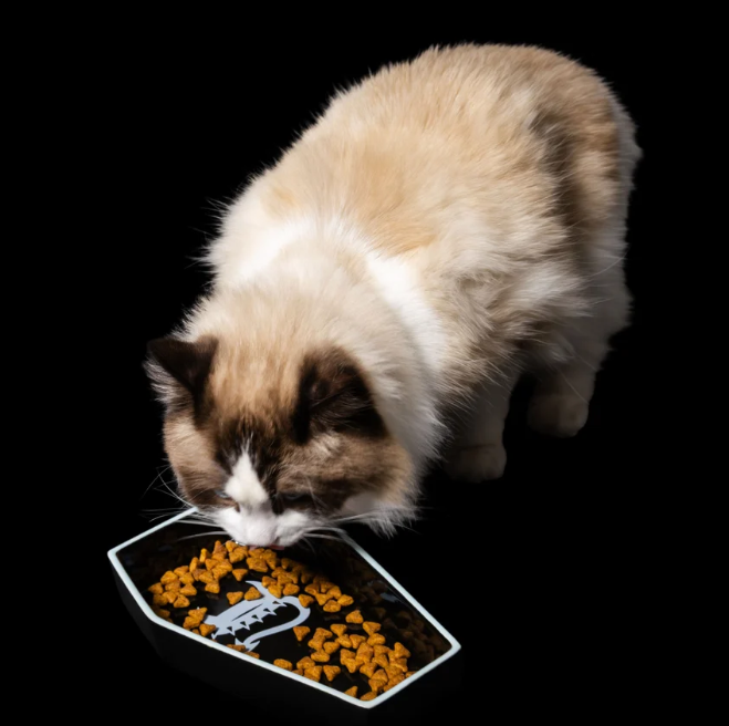 Freak On A Leash Expands Beyond Dogs with New Cat Collar Lineup