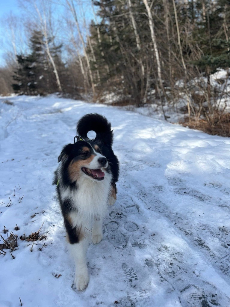 Two Canadian Dogs Inducted into 2026 Purina Animal Hall of Fame for Life-Saving Acts